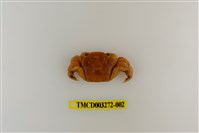 藏品(字纹弓蟹)的圖片